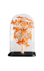 Orange butterflies "Appias Nero" under a square glass globe