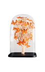 Oranžni metulji "Appij Ner" pod kvadratno stekleno kroglo