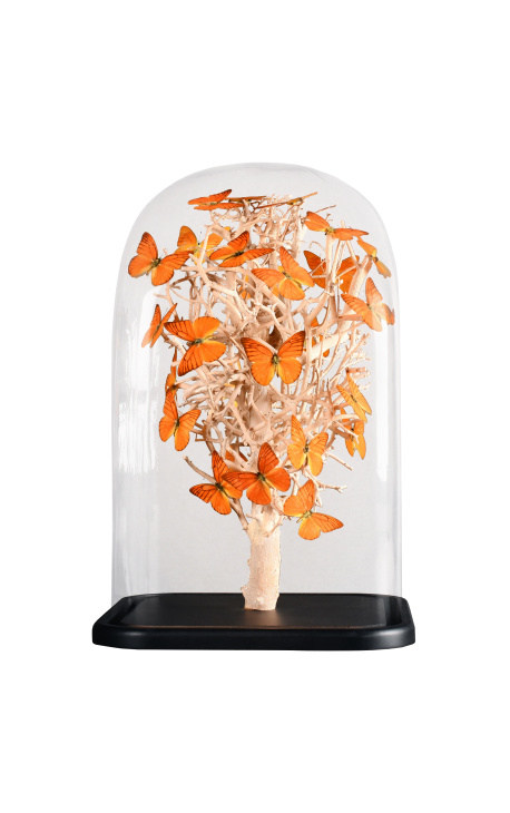 Orange butterflies "Appias Nero" under a square glass globe