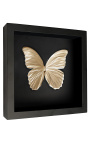 Cadre décoratif sur fond noir avec papillon "Morpho Didius" doré