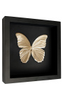 Decorative frame on black background with gold-colored "Morpho Didius" butterfly