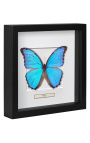 Decorative frame with a butterfly "Morpho Didius"