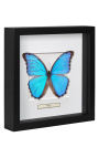 Marco decorativo con mariposa "Morpho Didius"