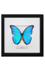Decorative frame with a butterfly "Morpho Didius"