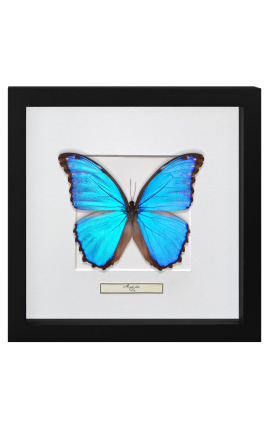 Cadre décoratif avec papillon "Morpho Didius"