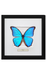 Marc decoratiu amb papallona Morpho Didius