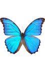 Marco decorativo con mariposa "Morpho Didius"