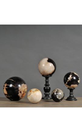 Set di 5 sfere di legno pietrificato (fossili)
