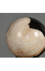 Juego de 5 bolas de madera petrificadas (fosilizada)