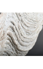 Clam Tridacna Branco - Tamanho G