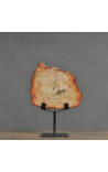 Fossilized wood on matte black metal support - Size S
