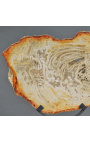 Zkamenělé dřevo na matné černé kovové podložce - velikost L