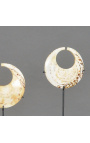 Conjunto de 3 anéis de nariz de concha de Papua
