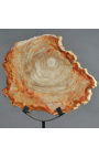 Fossiliseret træ på mat sort metal støtte - Størrelse M