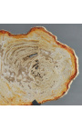 Legno Fossilizzato su supporto in metallo nero opaco - Dimensioni L