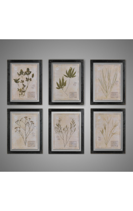 Set van 6 herbariums tussen twee glazen met zwart montuur