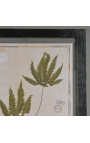 Set van 6 herbariums tussen twee glazen met zwart montuur