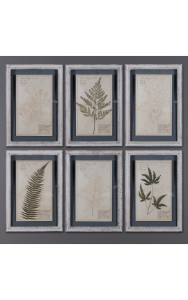 Conjunto de 6 herbarios entre dos vasos con marcos beige