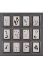 Set of 12 old herbaria between two glasses with tinted wood frame