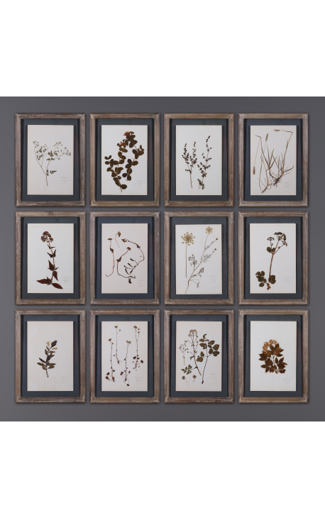 Set of 12 old herbaria between two glasses with tinted wood frame