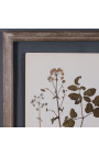 Set of 12 old herbaria between two glasses with tinted wood frame