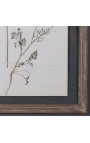 Set of 12 old herbaria between two glasses with tinted wood frame