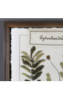 12 db herbárium készlet két pohár között, patinás fa kerettel