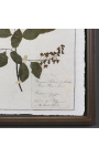 12 db herbárium készlet két pohár között, patinás fa kerettel