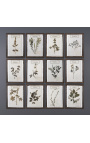 Set van 12 herbariums tussen twee glazen met gepatineerd houten montuur