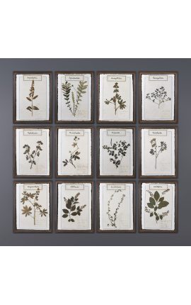 Sada 12 herbářů mezi dvěma sklenicemi s patinovanými dřevěnými rámy