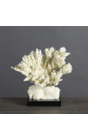 Coral Psammorgorgia Hookeri mounted on wooden base