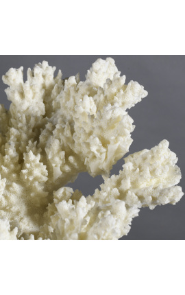 Coral Psammorgorgia Hookeri montado em base de madeira