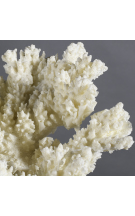 Coral Psammorgorgia Hookeri mounted on wooden base