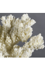 Coral Psammorgorgia Hookeri namontovaný na drevenom podstavci