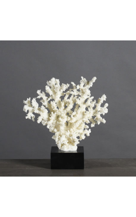 Coral Acropora Florida mounted on wooden base