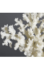 Acropora Florida coral montado na base de madeira