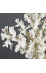 Corail Acropora Florida monté sur socle en bois