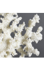 Koraļļi Acropora Florida uzstādīti uz koka pamatnes