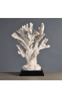Coral giant Stylophora branch mounted on wooden base
