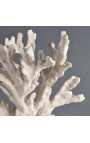 Coral giant Stylophora branch mounted on wooden base