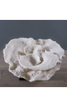 Mushroom coral Montipora mounted on wooden base