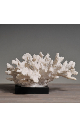 Coral "Pata d'ós - XL" muntat sobre base de fusta