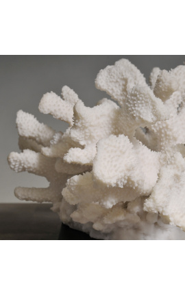 Koralna medvedja šapa - XL nameščena na leseno podlago