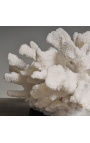 Coral "Pata d'ós - XL" muntat sobre base de fusta