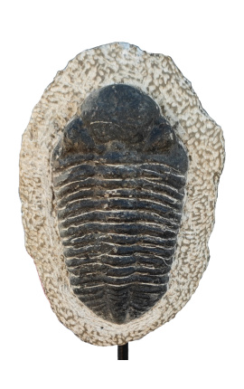 Fossilized Trilobite XL presented on a black metal base