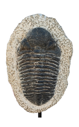 Fossilized Trilobite XL presenterad på en svart metallbas