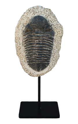 Suakmenėjęs Trilobite XL pateiktas ant juodo metalo pagrindo