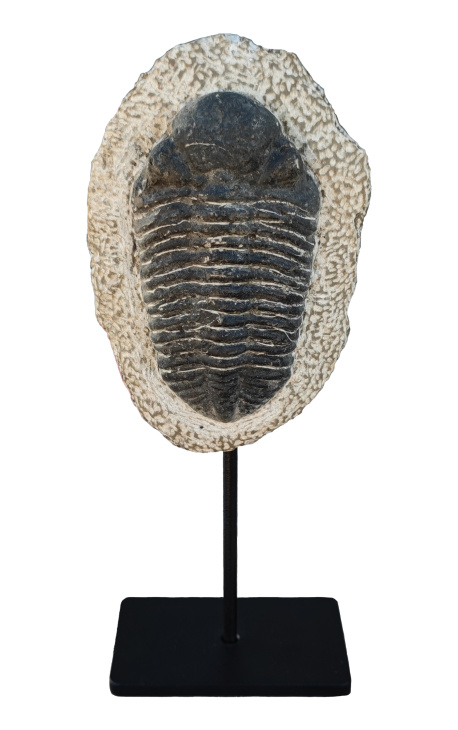 Fossilized Trilobite XL presentado en una base de metal negro