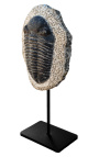 Fossilized Trilobite XL præsenteret på en sort metalbund
