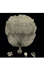 Square svart og hvitt graving av en koral med ramme sølv- Modell 1